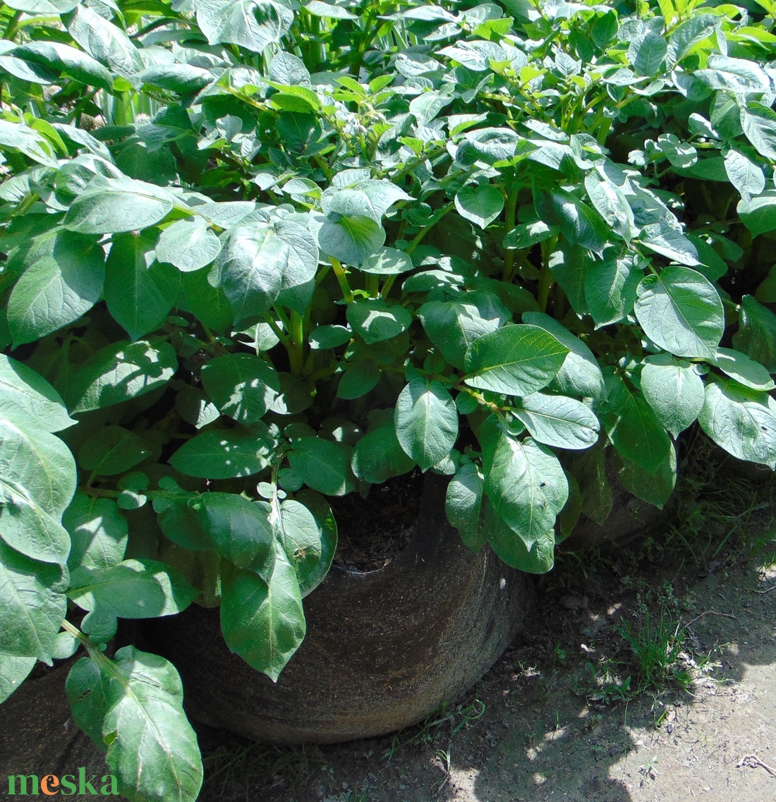 (5 db/cs) Ültető zsák 30 cm átmérőjű x 70 cm magas / burgonya és édesburgonya termesztéséhez - otthon & életmód - ház & kert - ültetőzsák - Meska.hu