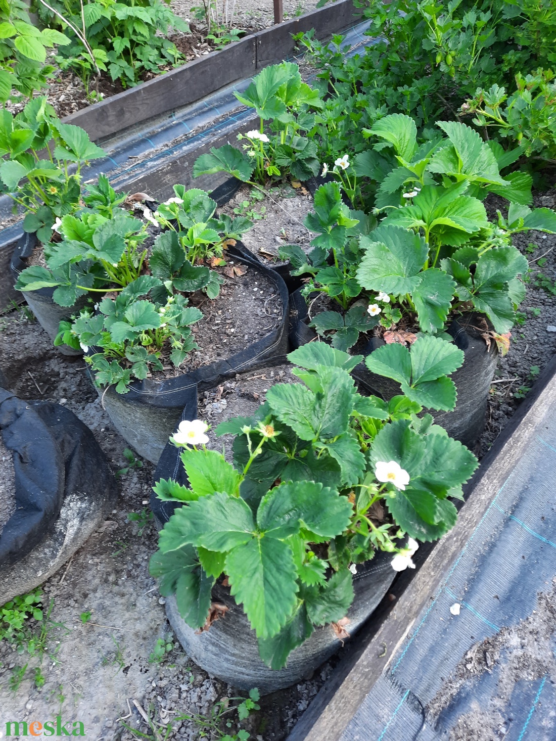 Ültető zsák 30 x 27 cm magas / saláta, eper, uborka, tök, padlizsán, stb. termesztéséhez  - otthon & életmód - ház & kert - ültetőzsák - Meska.hu