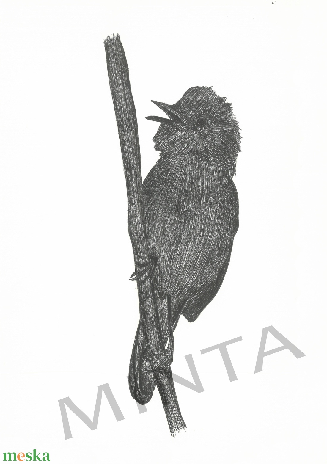 Nádirigó tollrajz - művészet - grafika & illusztráció - egyéb rajzok - Meska.hu