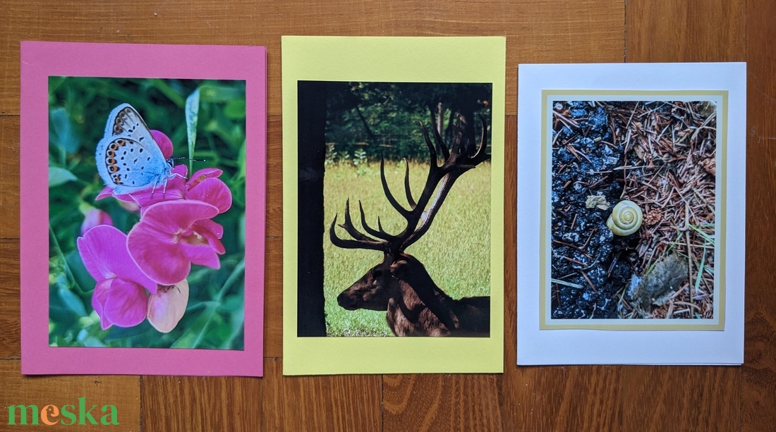 5db kinyitható képeslap saját fotóimmal - Állatok 1. - otthon & életmód - papír, írószer - ajándékozás kellékei - képeslap, üdvözlőlap - Meska.hu