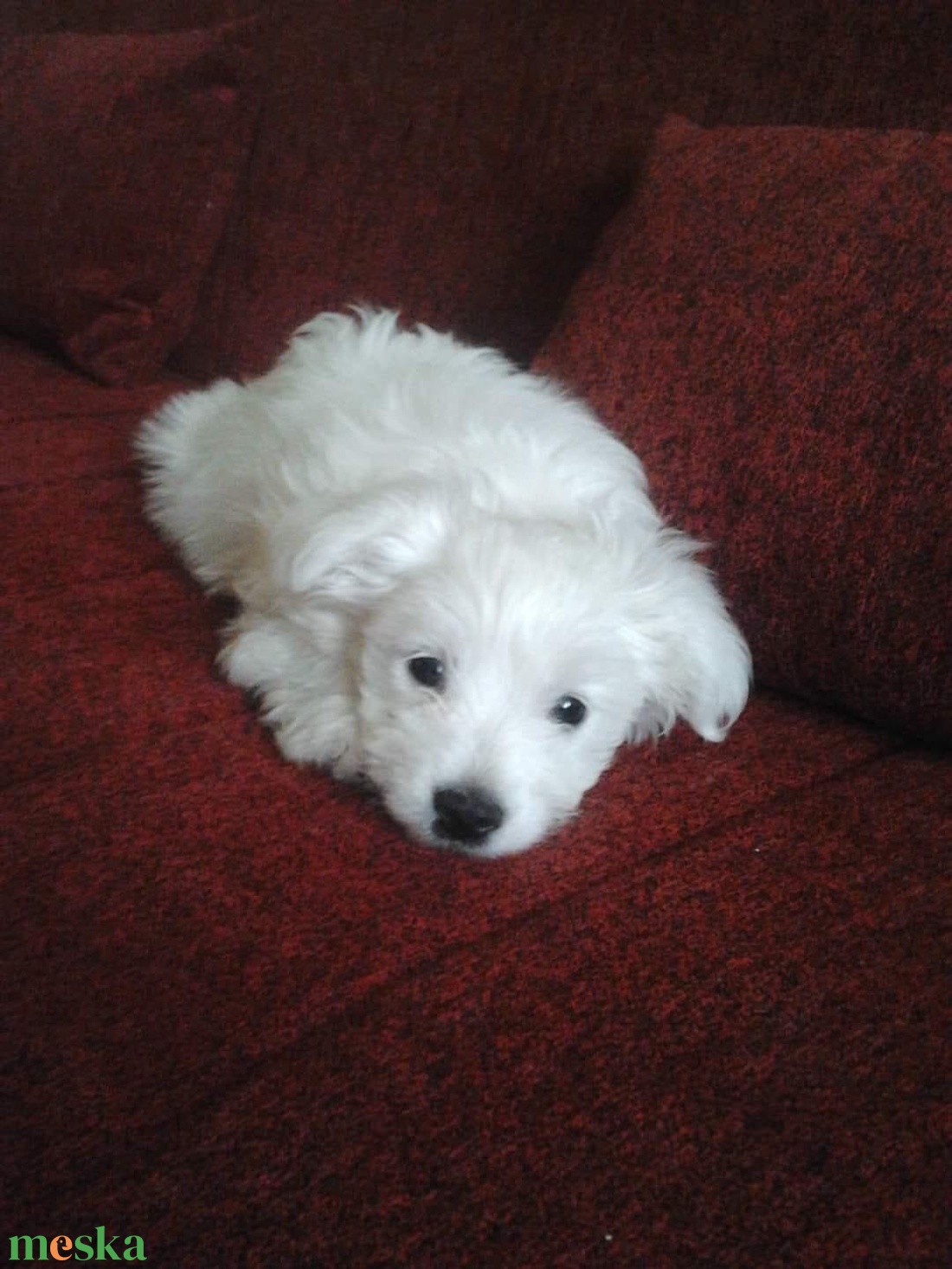 Egyedi kutya plüss - Bichon Frise kölyök - játék & sport - plüssállat & játékfigura - kutya - Meska.hu Egyedi kutya plüss - Bichon Frise kölyök - játék & sport - plüssállat & játékfigura - kutya - Meska.hu