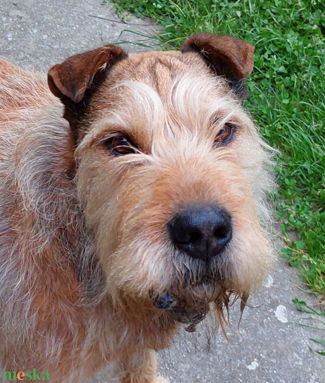 Egyedi plüss kutya fotó alapján - játék & sport - plüssállat & játékfigura - kutya - Meska.hu Egyedi plüss kutya fotó alapján - játék & sport - plüssállat & játékfigura - kutya - Meska.hu