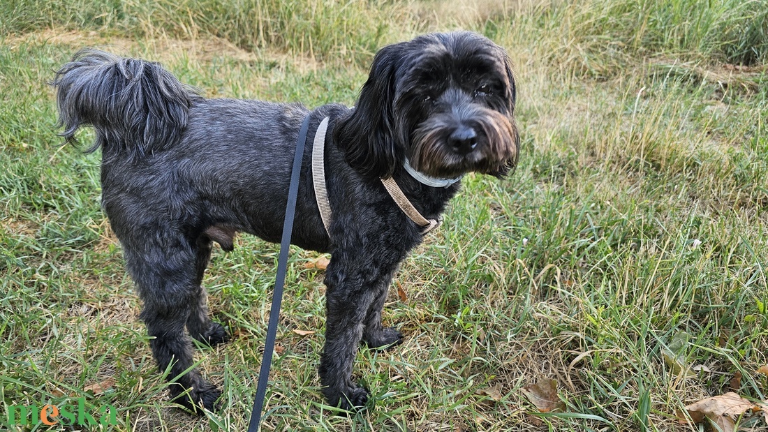 Egyedi plüss kutya fotó alapján - Tibeti Terrier - játék & sport - plüssállat & játékfigura - kutya - Meska.hu