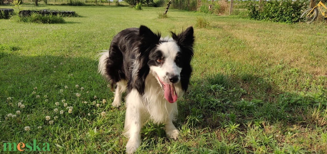Egyedi plüss kutya fotó alapján, rendelésre - Border Collie - játék & sport - plüssállat & játékfigura - kutya - Meska.hu Egyedi plüss kutya fotó alapján, rendelésre - Border Collie - játék & sport - plüssállat & játékfigura - kutya - Meska.hu