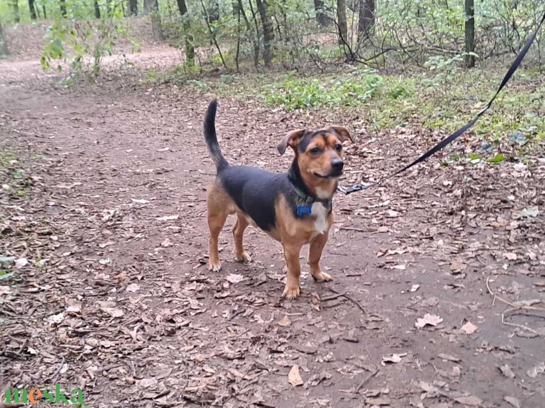 Egyedi plüss kutya fotó alapján - játék & sport - plüssállat & játékfigura - kutya - Meska.hu