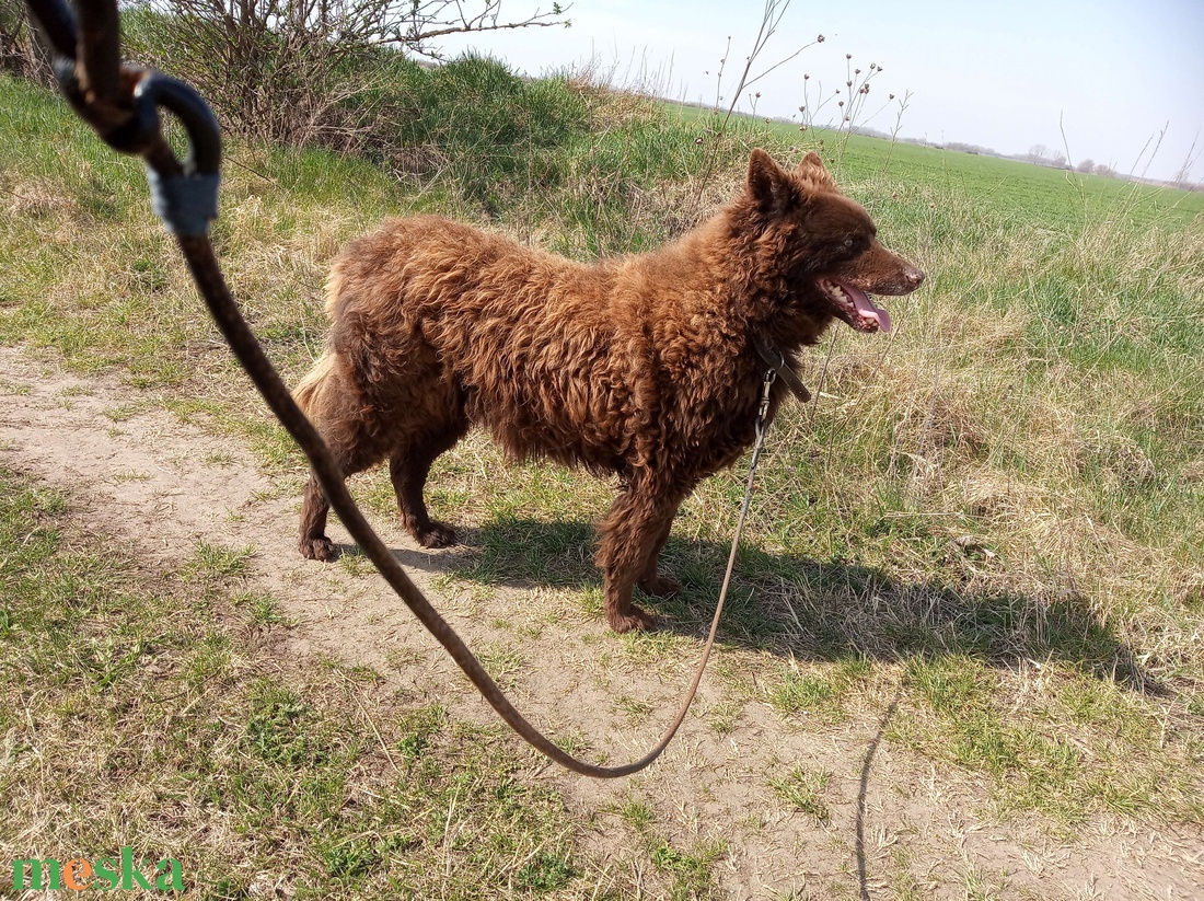 Egyedi kutya plüss fotó alapján - játék & sport - plüssállat & játékfigura - kutya - Meska.hu