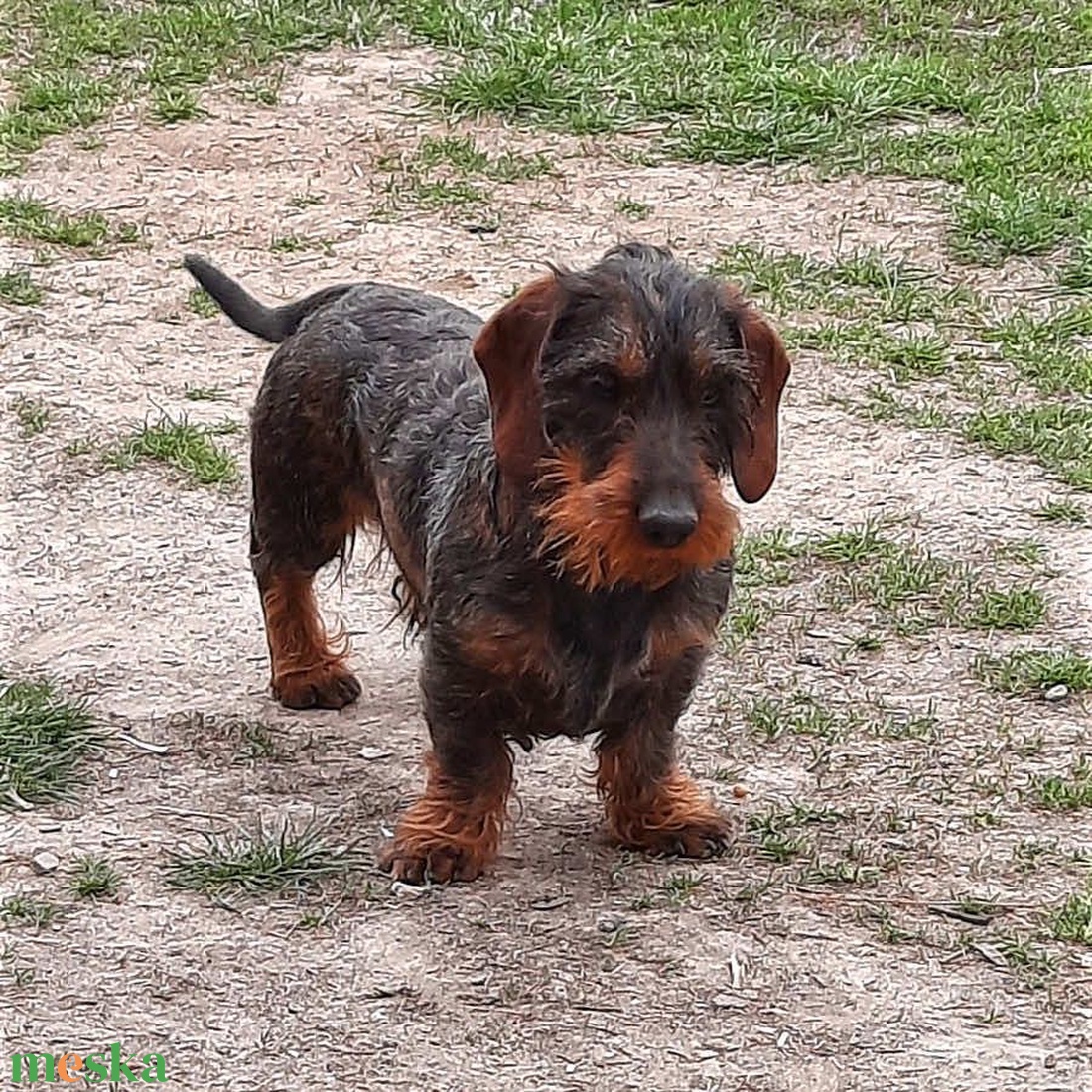 Egyedi kutya plüss fotó alapján - játék & sport - plüssállat & játékfigura - kutya - Meska.hu