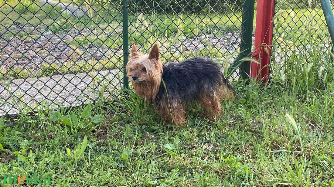 Egyedi kutya plüss - Yorkie  Yorkshire terrier fotó alapján - játék & sport - plüssállat & játékfigura - kutya - Meska.hu