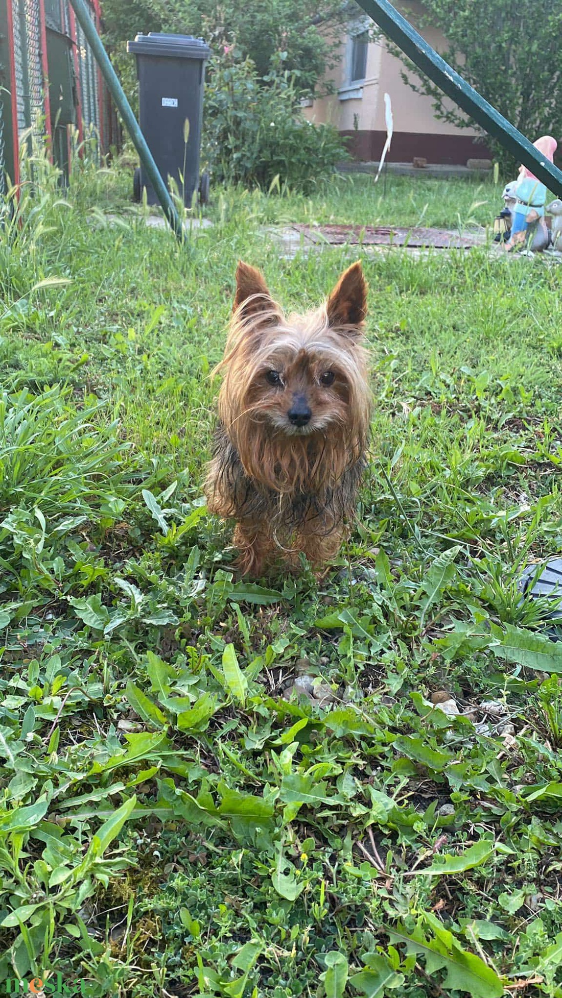 Egyedi kutya plüss - Yorkie  Yorkshire terrier fotó alapján - játék & sport - plüssállat & játékfigura - kutya - Meska.hu