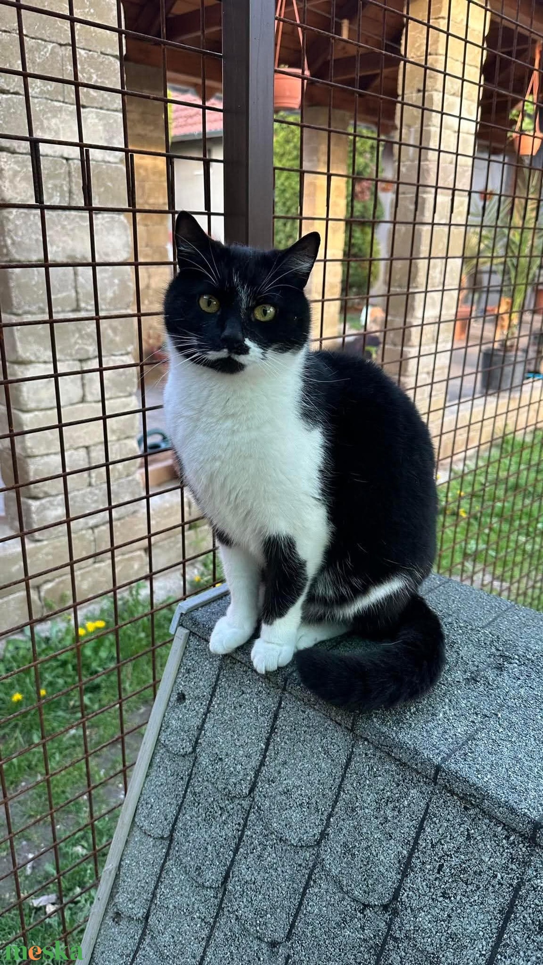 Cica plüss fotó alapján - játék & sport - plüssállat & játékfigura - cica - Meska.hu