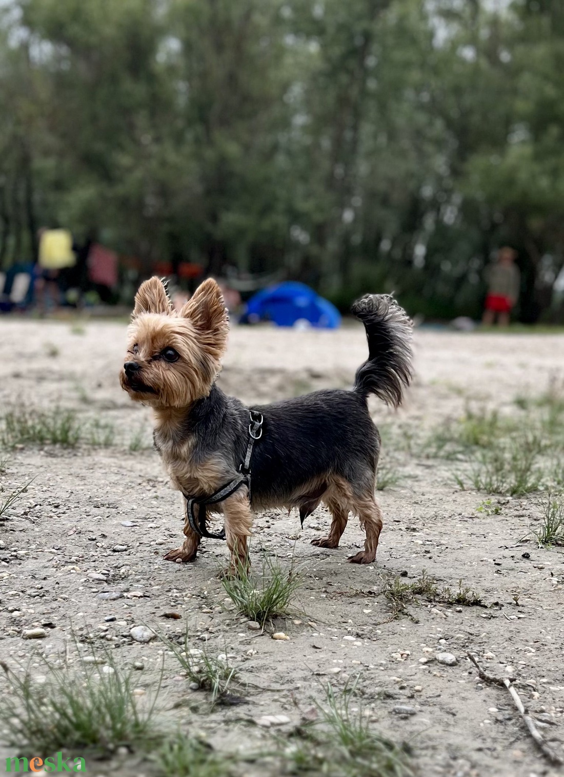 Egyedi plüss Yorkie kutya rendelésre fotó alapján - játék & sport - plüssállat & játékfigura - kutya - Meska.hu