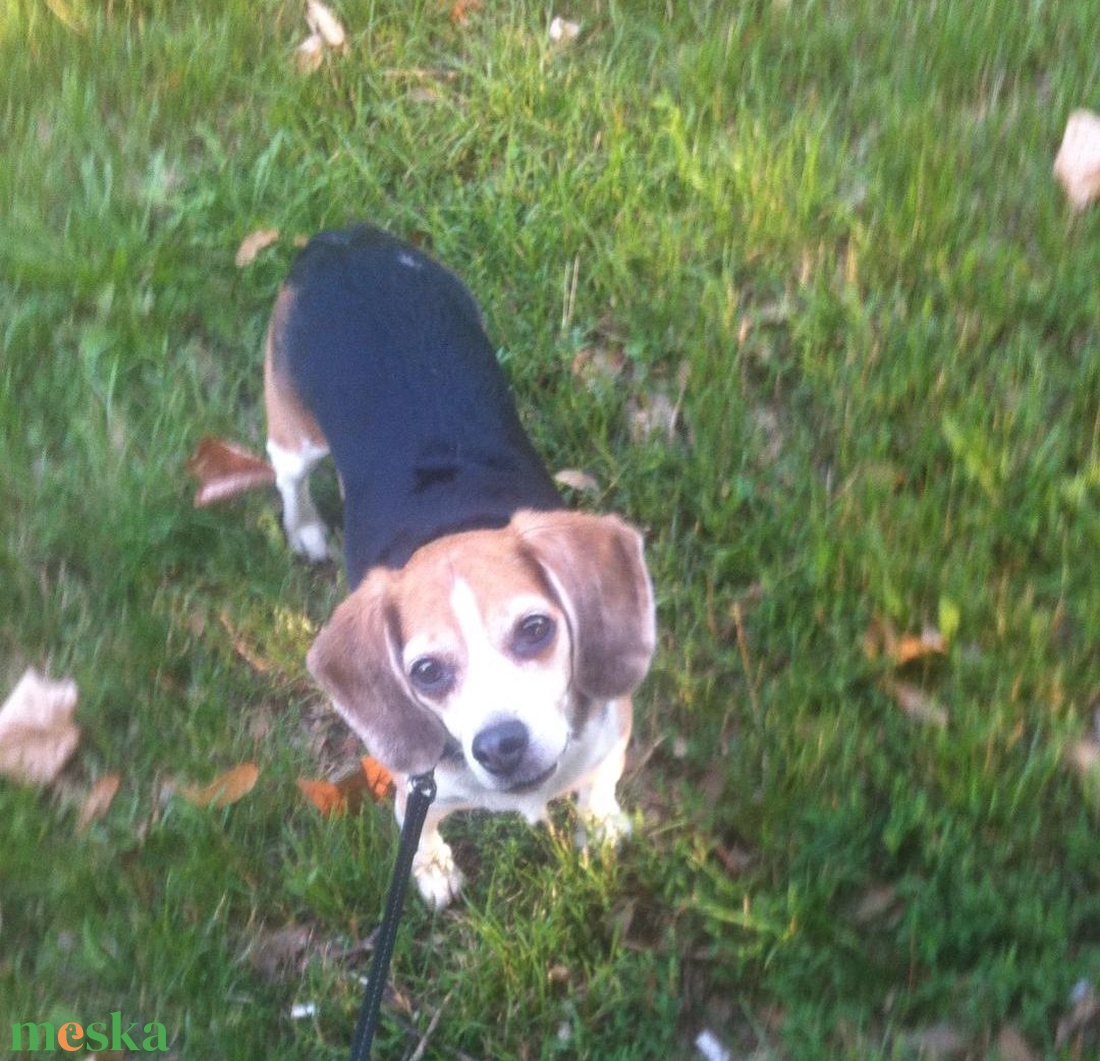 Egyedi plüss kutya fotó alapján Beagle - játék & sport - plüssállat & játékfigura - kutya - Meska.hu