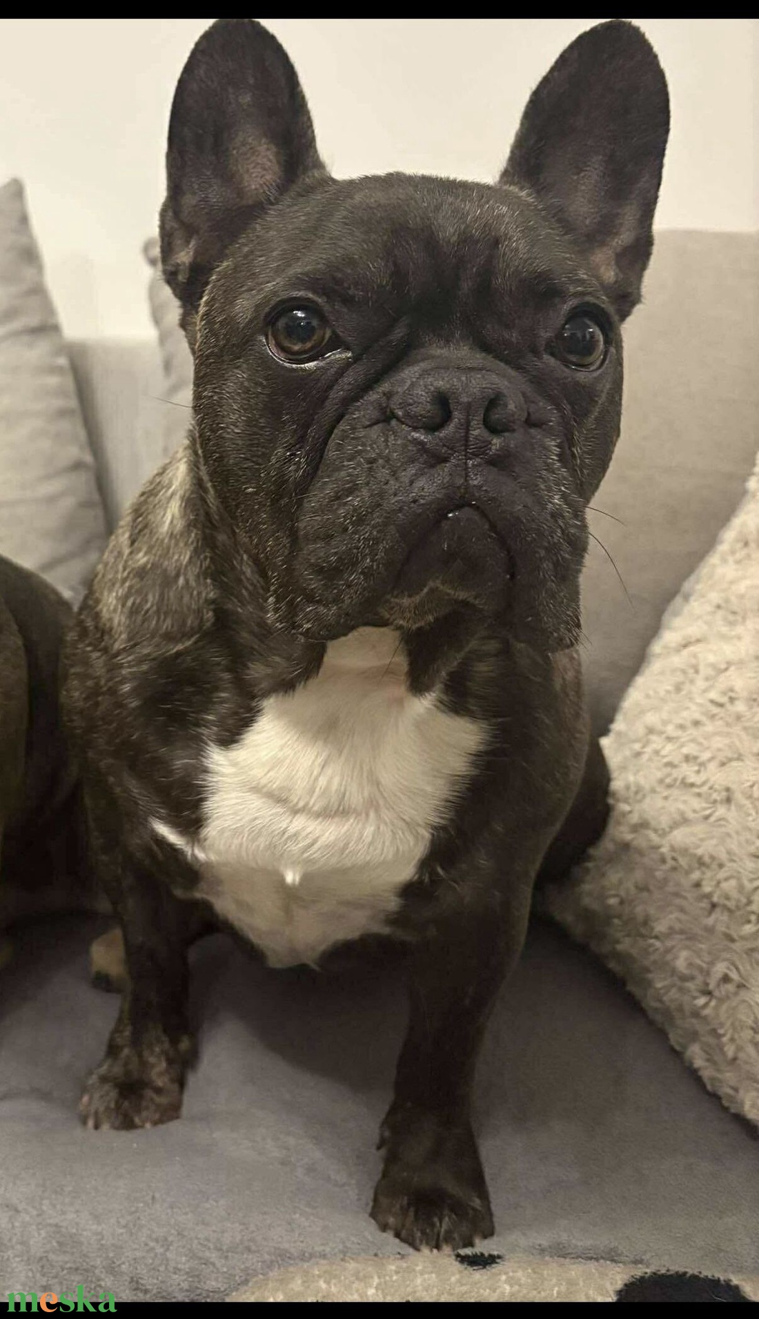 Egyedi olajfestmény fotó alapján Francia bulldog - művészet - festmény - olajfestmény - Meska.hu