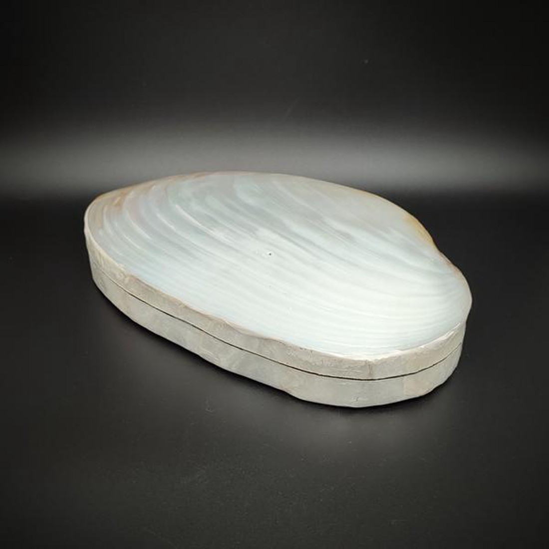 Krém-fehér kagyló ékszertartó doboz dekoratív nagy méret 18 cm - ékszer - ékszertartó - ékszerdoboz - Meska.hu