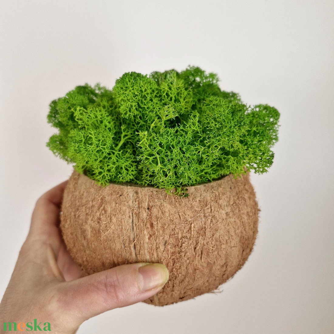 Izlandi zuzmó kókuszhéjban - otthon & életmód - dekoráció - asztal és polc dekoráció - asztaldísz - Meska.hu