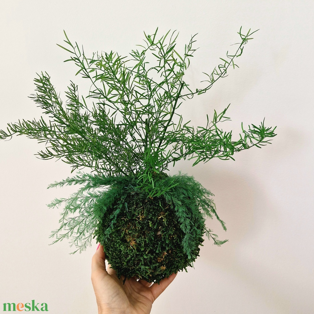 Stabilizált kokedama � gondozásmentes mohagömb többféle tartósított növénnyel 2. - otthon & életmód - dekoráció - asztal és polc dekoráció - zuzmódekoráció, mohadekoráció - Meska.hu