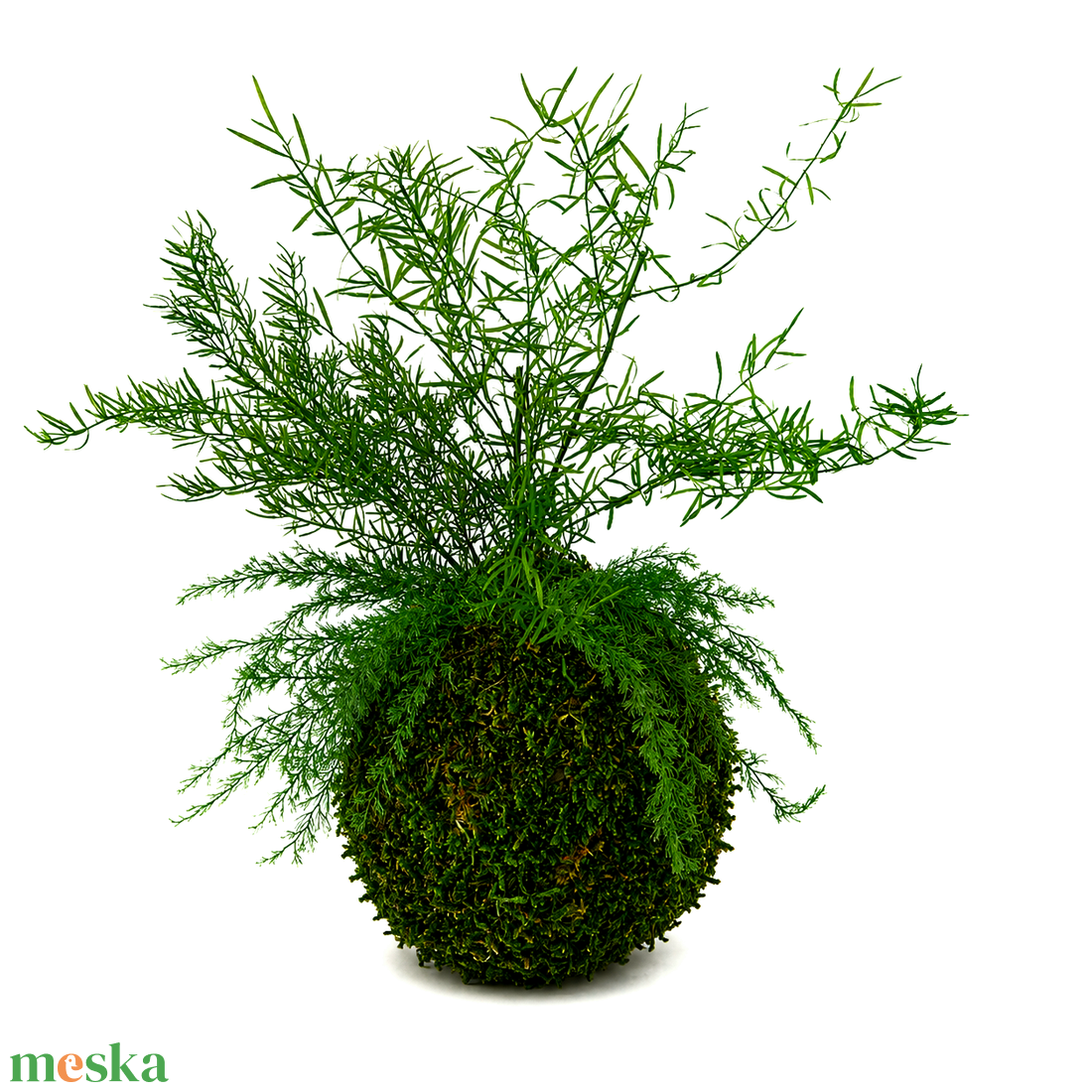 Stabilizált kokedama � gondozásmentes mohagömb többféle tartósított növénnyel 2. - otthon & életmód - dekoráció - asztal és polc dekoráció - zuzmódekoráció, mohadekoráció - Meska.hu