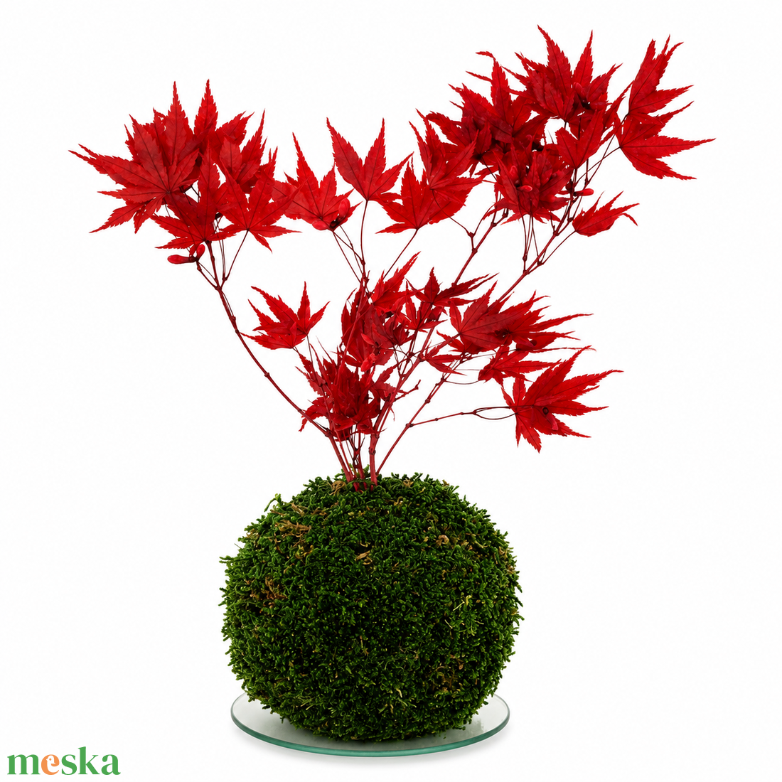 Stabilizált kokedama � gondozásmentes mohagömb japán juharral -  - Meska.hu