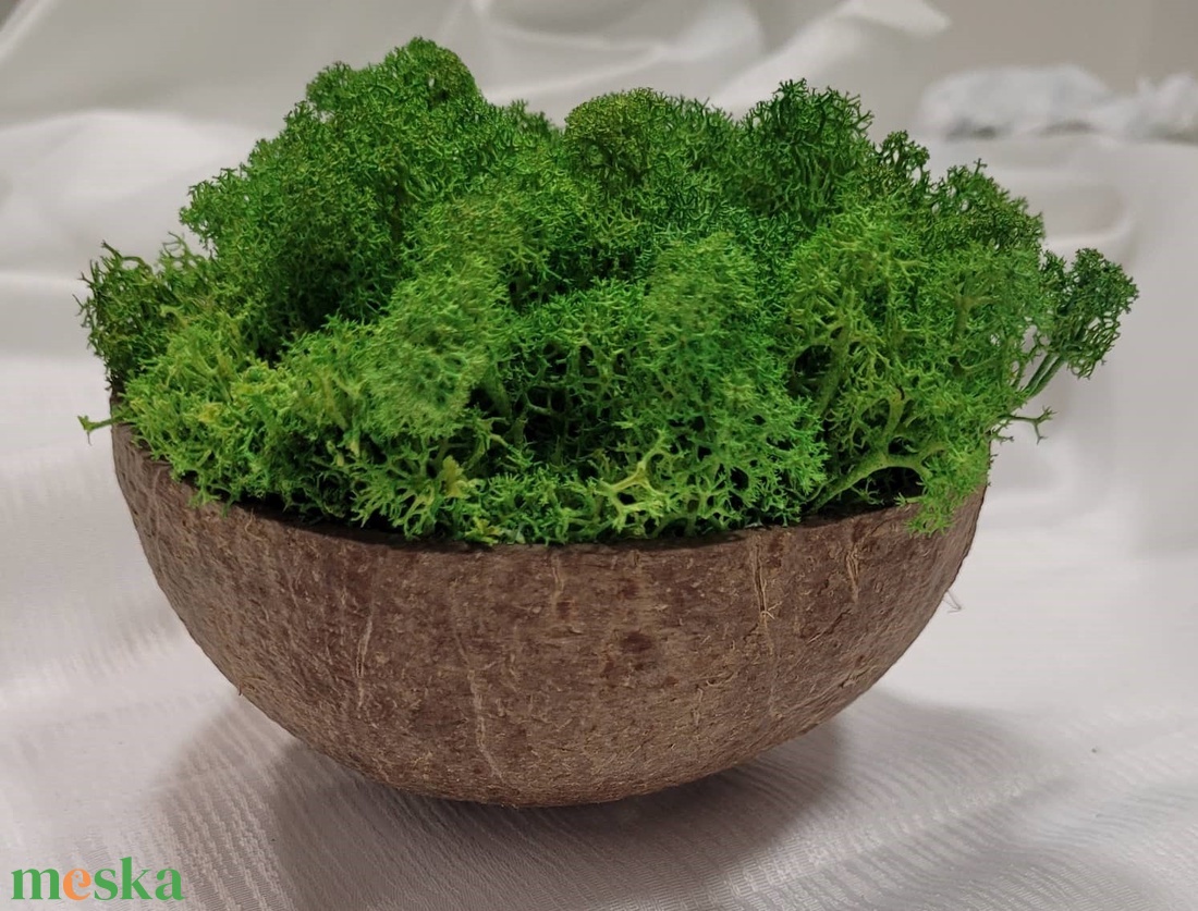 Izlandi zuzmó kókuszdióban - otthon & életmód - dekoráció - asztal és polc dekoráció - asztaldísz - Meska.hu