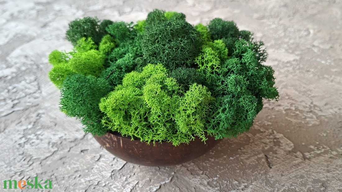 Kókuszdió Izlandi zuzmóval - otthon & életmód - dekoráció - asztal és polc dekoráció - zuzmódekoráció, mohadekoráció - Meska.hu