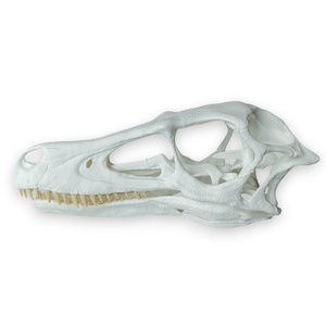 3D nyomtatott raptor koponya  Időutazás a múltba! - otthon & életmód - dekoráció - dísztárgy - Meska.hu