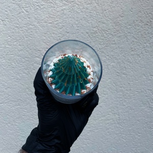 Egyedi karácsonyi szójagyertya - Winter Fir Karácsonyi kézműves gyertya - otthon & életmód - gyertya, illat, aroma - gyertya - Meska.hu