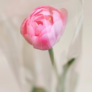 Szálas tulipán celofán csomagolásban  - otthon & életmód - virágdekoráció - virágok - szálas virág - Meska.hu