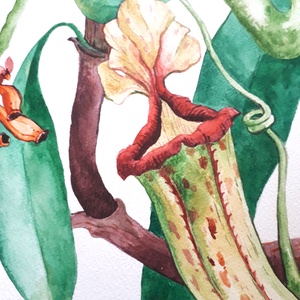 Botanikus kert. Kancsóvirág (Nepenthes), Művészet, Festmény, Akvarell, Festészet, Fotó, grafika, rajz, illusztráció, MESKA