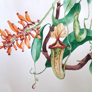 Botanikus kert. Kancsóvirág (Nepenthes) - művészet - festmény - akvarell - Meska.hu