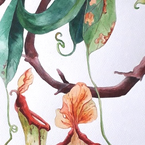 Botanikus kert. Kancsóvirág (Nepenthes) - Meska.hu