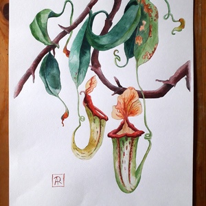 Botanikus kert. Kancsóvirág (Nepenthes) - művészet - festmény - akvarell - Meska.hu