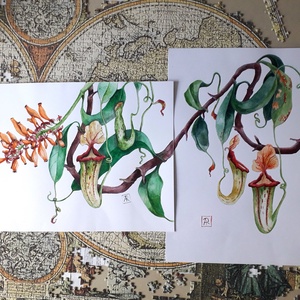 Botanikus kert. Kancsóvirág (Nepenthes) - művészet - festmény - akvarell - Meska.hu