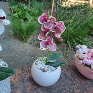 Anyáknapi orchidea kis kaspóban -  - Meska.hu