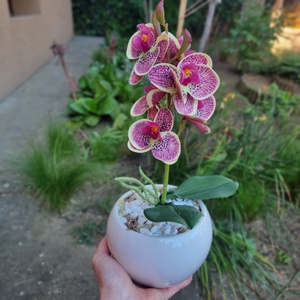 Anyáknapi orchidea kis kaspóban -  - Meska.hu