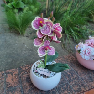 Anyáknapi orchidea kis kaspóban -  - Meska.hu