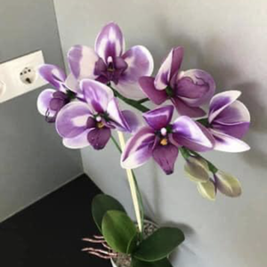 Harisnyavirág orchidea - Meska.hu