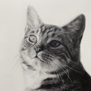 Grafit állat portré, Művészet, Grafika & Illusztráció, Ceruzarajz, Fotó, grafika, rajz, illusztráció, MESKA