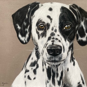 Állat portré fotóról - művészet - grafika & illusztráció - ceruzarajz - Meska.hu