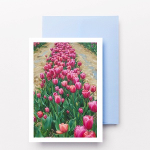 Képeslap-Tulipánsor művészi  - Meska.hu