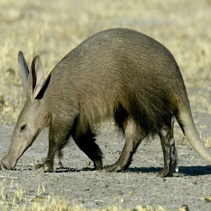Plüss Földimalac, Hangyaevő Afrikai Vadállat, Az Angol Szótárak Első Szava, Azaz Aardvark - játék & sport - plüssállat & játékfigura - más figura - Meska.hu