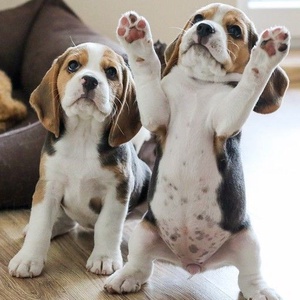 Tipegő Pizsama Extra - Beagle - ruha & divat - babaruha & gyerekruha - tipegőhálózsák - Meska.hu