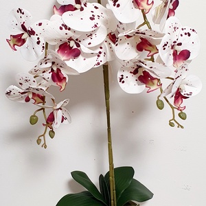 Örök Orchidea rendelésre, Otthon & Életmód, Dekoráció, Virágdísz és tartó, Csokor & Virágdísz, Virágkötés, MESKA