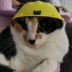 Cica Munkás-Sisak � Vicces Jelmez Fotózáshoz - otthon & életmód - kisállatoknak - cicáknak & macskáknak - Meska.hu