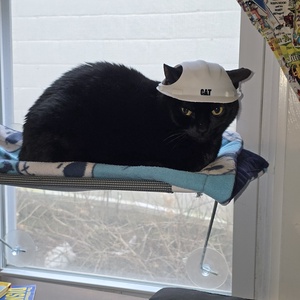 Cica Munkás-Sisak � Vicces Jelmez Fotózáshoz - otthon & életmód - kisállatoknak - cicáknak & macskáknak - Meska.hu