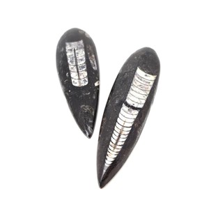 Ortocerász hosszú 15-25cm, Kellékek & szerszámok, Ásvány alapanyag, , MESKA