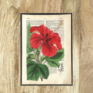 Hibiszkusz, virágos, kép, könyv, könyvlap, lexikon lapon, botanikus, botanikai, Otthon & Életmód, Dekoráció, Kép & Falikép, Poszter, Újrahasznosított alapanyagból készült termékek, Mindenmás, MESKA