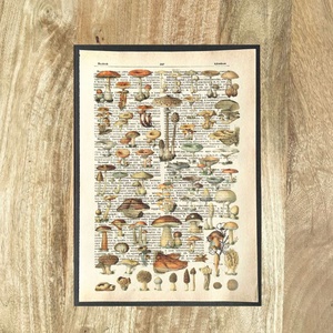 Gombák, gombás, kép, könyv, könyvlap, lexikon lapon, Otthon & Életmód, Dekoráció, Kép & Falikép, Poszter, Újrahasznosított alapanyagból készült termékek, Mindenmás, MESKA
