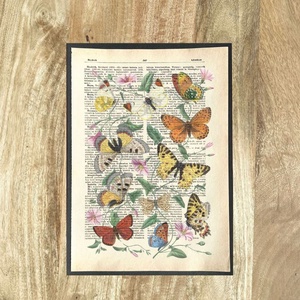 Pillangó, pillangós, lepke, kép, könyv, könyvlap, lexikon lapon, Otthon & Életmód, Dekoráció, Kép & Falikép, Poszter, Újrahasznosított alapanyagból készült termékek, Mindenmás, MESKA
