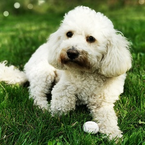 CUKI VAGY - Kerámia Varázskavics üzenettel, motivációs felirattal - Meska.hu