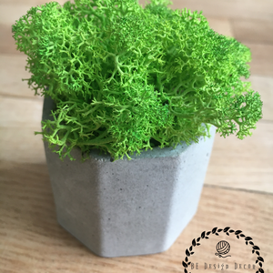 Beton mini kaspó zuzmóval - otthon & életmód - dekoráció - virágdísz és tartó - cserép & kaspó - Meska.hu